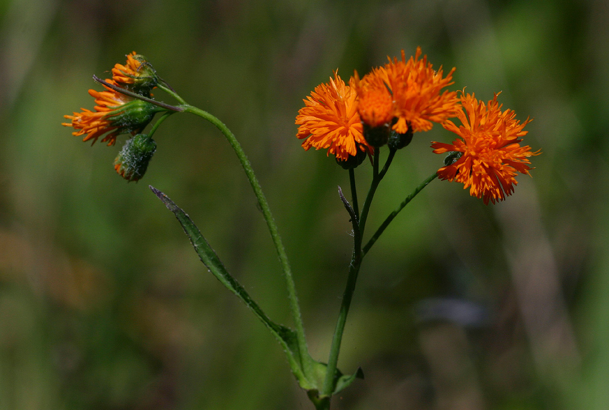 Emilia coccinea Emilia coccinea