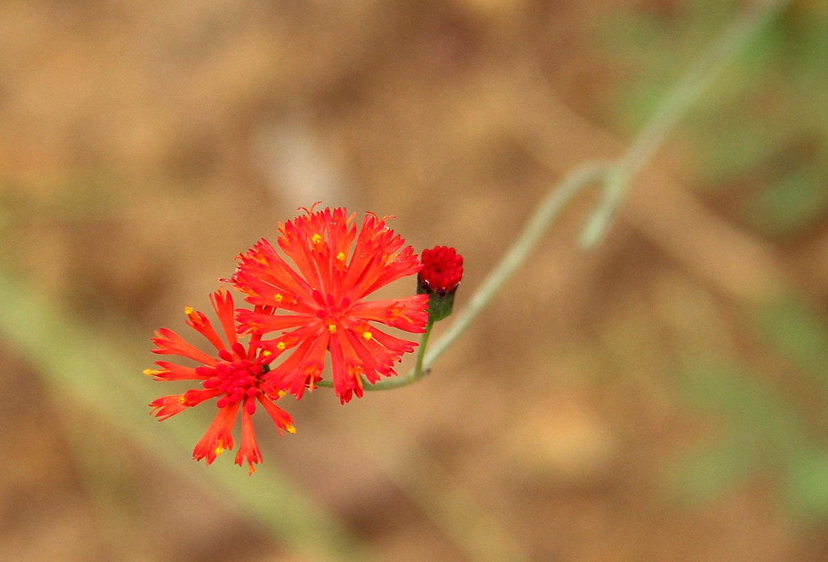 Emilia coccinea Emilia coccinea