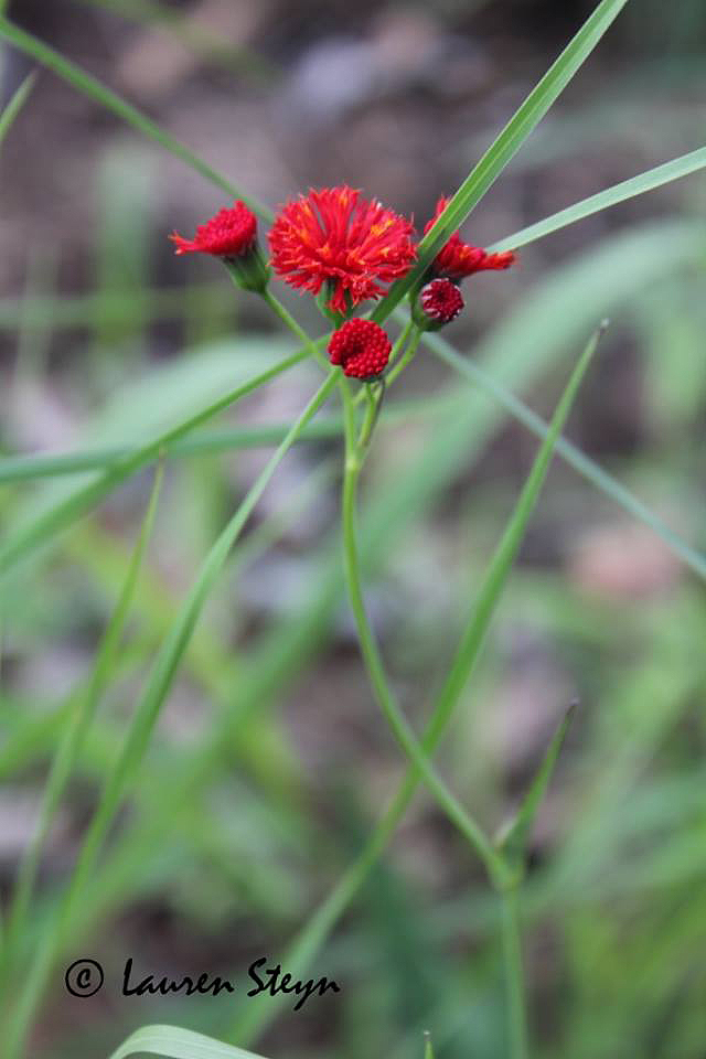 Emilia coccinea Emilia coccinea