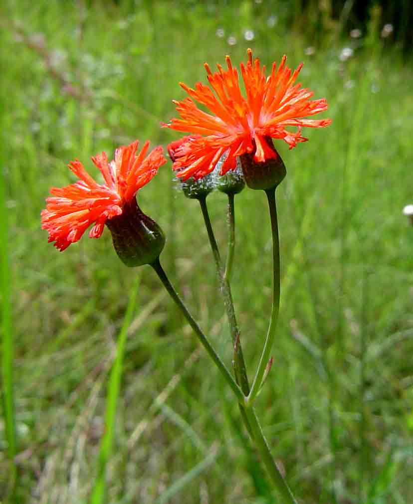 Emilia coccinea Emilia coccinea