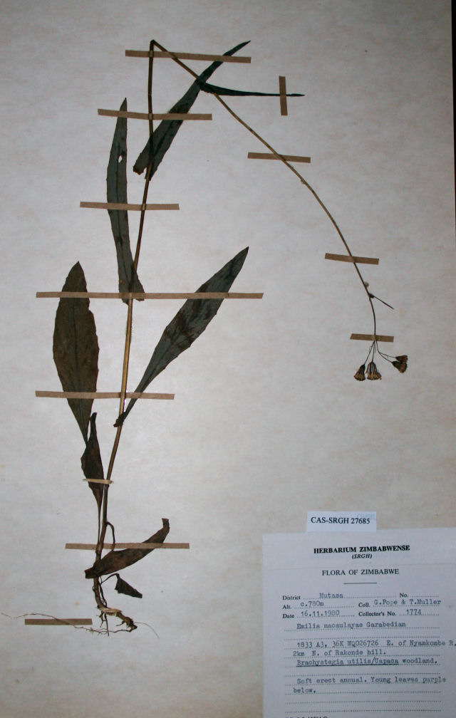 Emilia coccinea Emilia coccinea