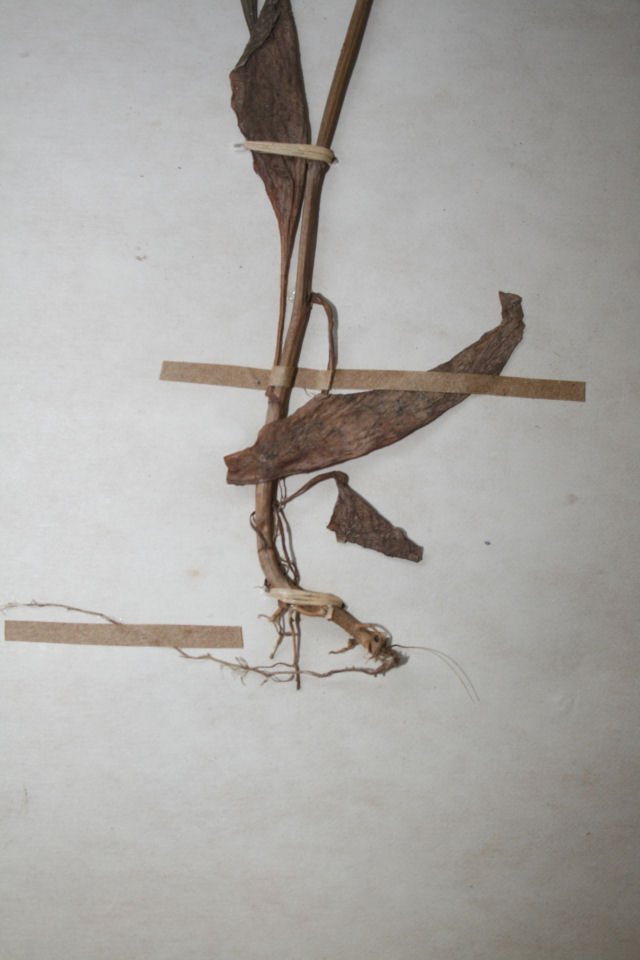 Emilia coccinea Emilia coccinea