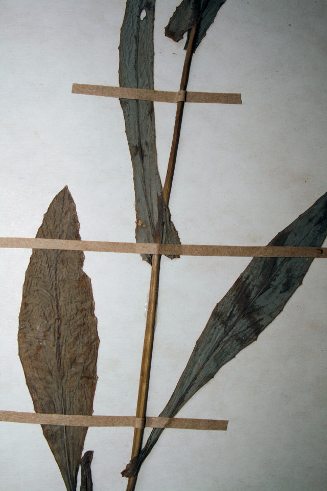 Emilia coccinea Emilia coccinea