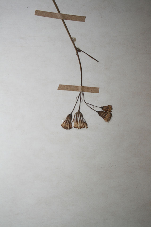 Emilia coccinea Emilia coccinea