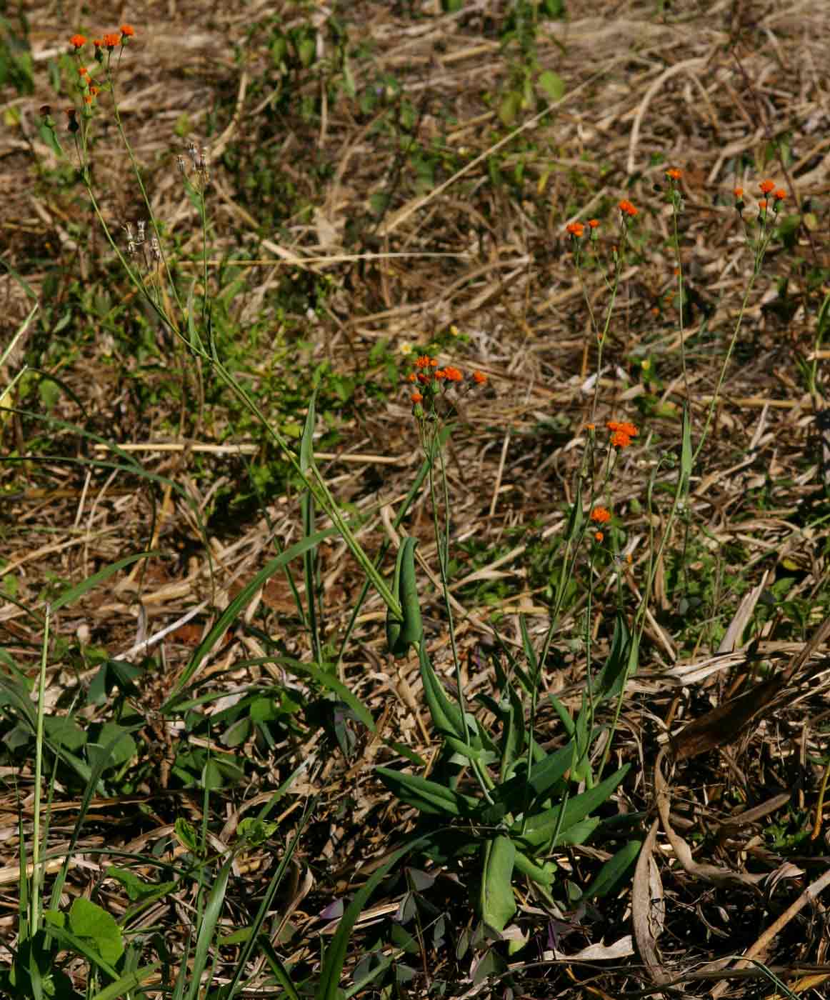 Emilia coccinea Emilia coccinea