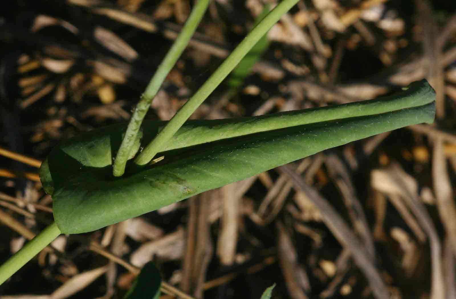 Emilia coccinea Emilia coccinea