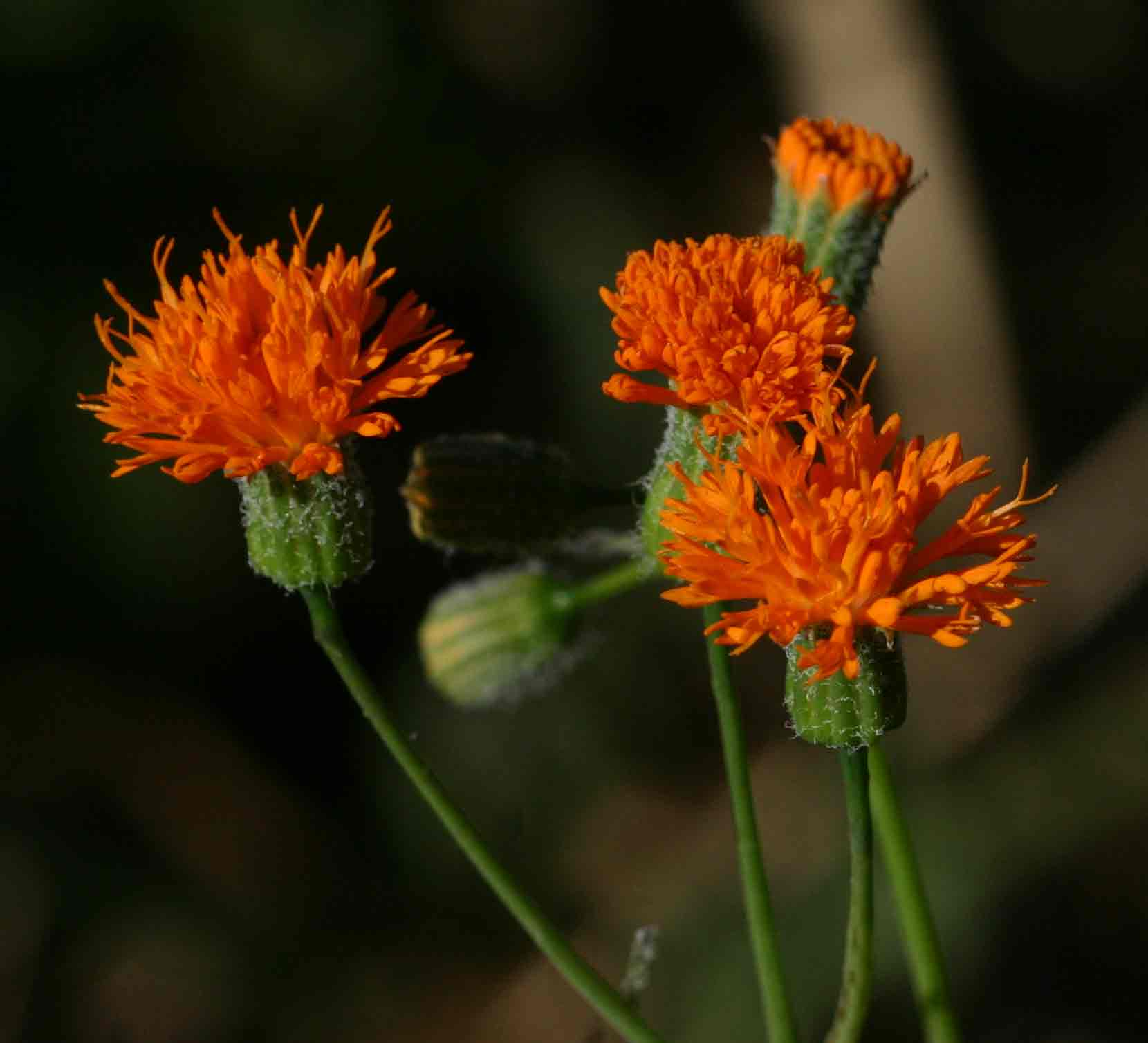 Emilia coccinea Emilia coccinea