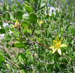 Chrysanthemoides monilifera subsp. septentrionale