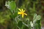 Chrysanthemoides monilifera subsp. septentrionale