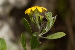 Chrysanthemoides monilifera subsp. septentrionale