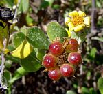 Chrysanthemoides monilifera subsp. septentrionale