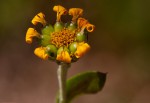 Chrysanthemoides monilifera subsp. septentrionale