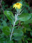 Chrysanthemoides monilifera subsp. septentrionale