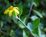 Chrysanthemoides monilifera subsp. septentrionale