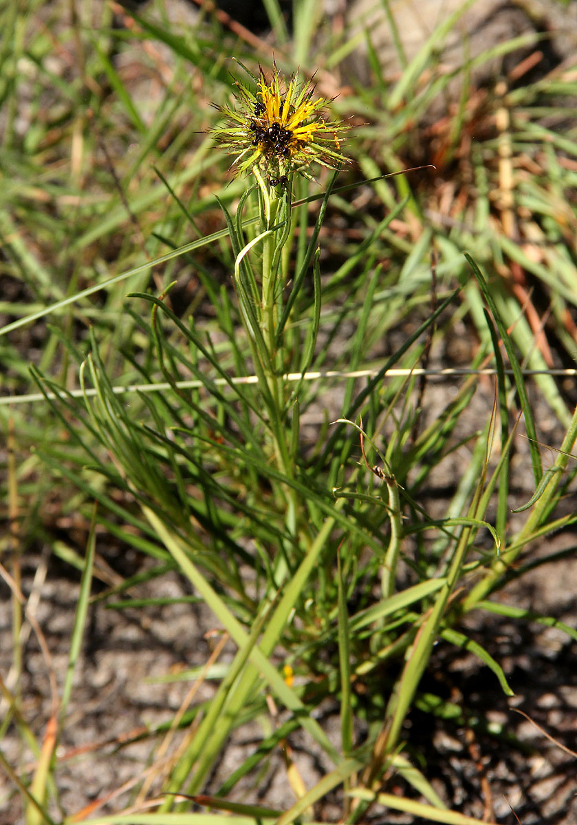Berkheya zeyheri Berkheya zeyheri