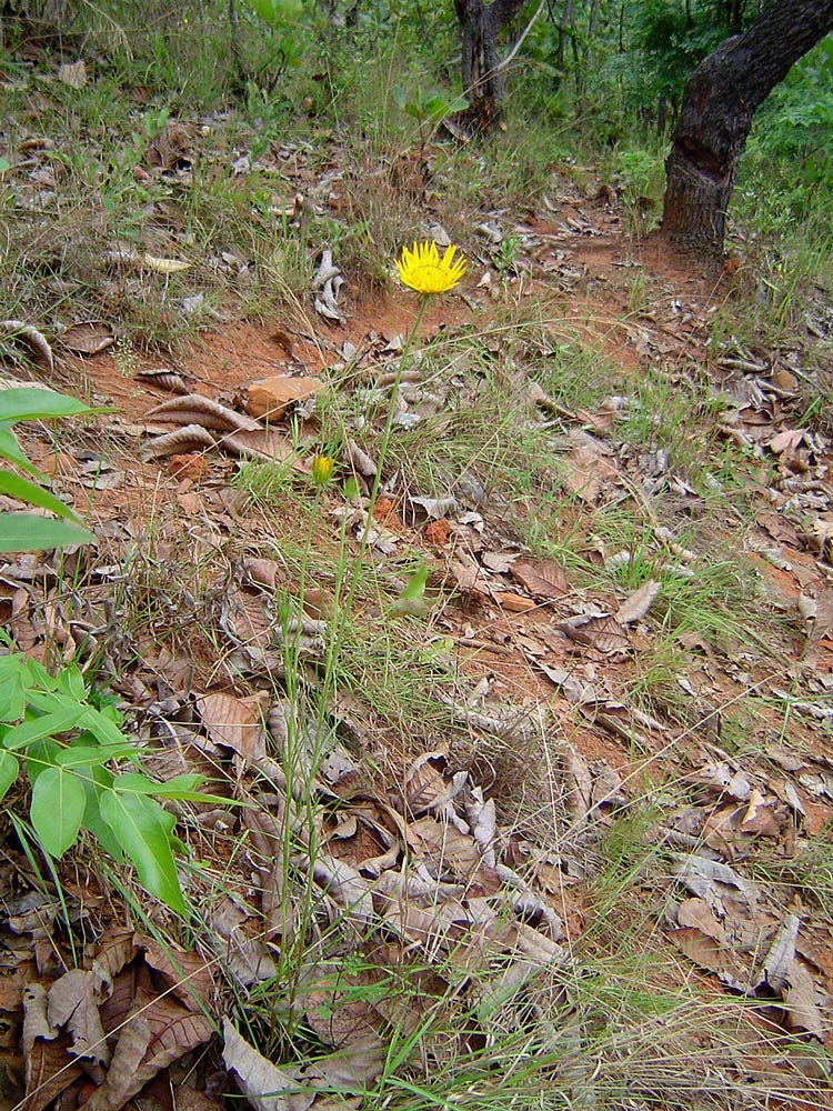 Berkheya zeyheri Berkheya zeyheri