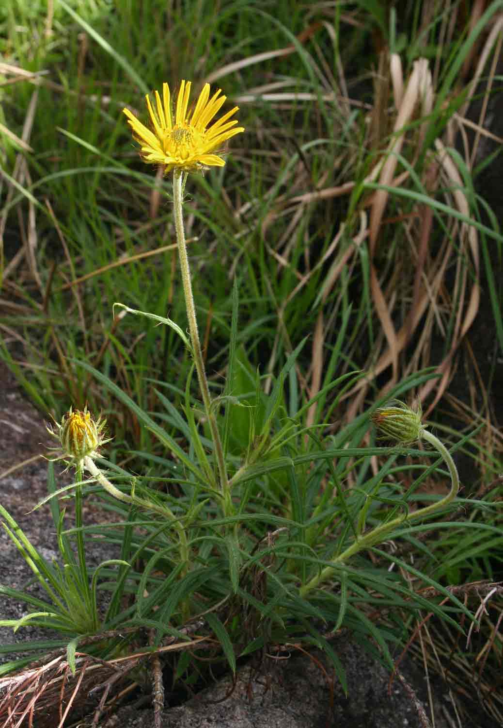 Berkheya zeyheri Berkheya zeyheri