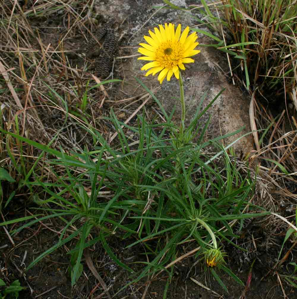 Berkheya zeyheri Berkheya zeyheri