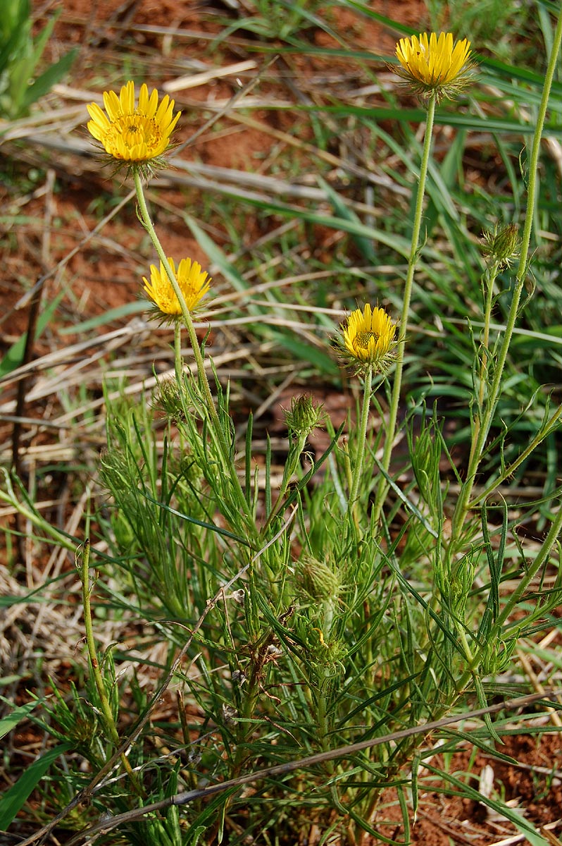 Berkheya zeyheri Berkheya zeyheri