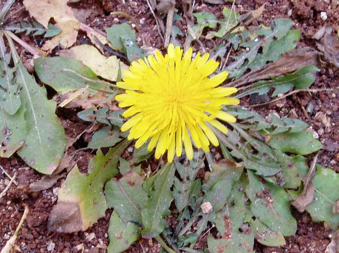 Taraxacum sp. Taraxacum sp.