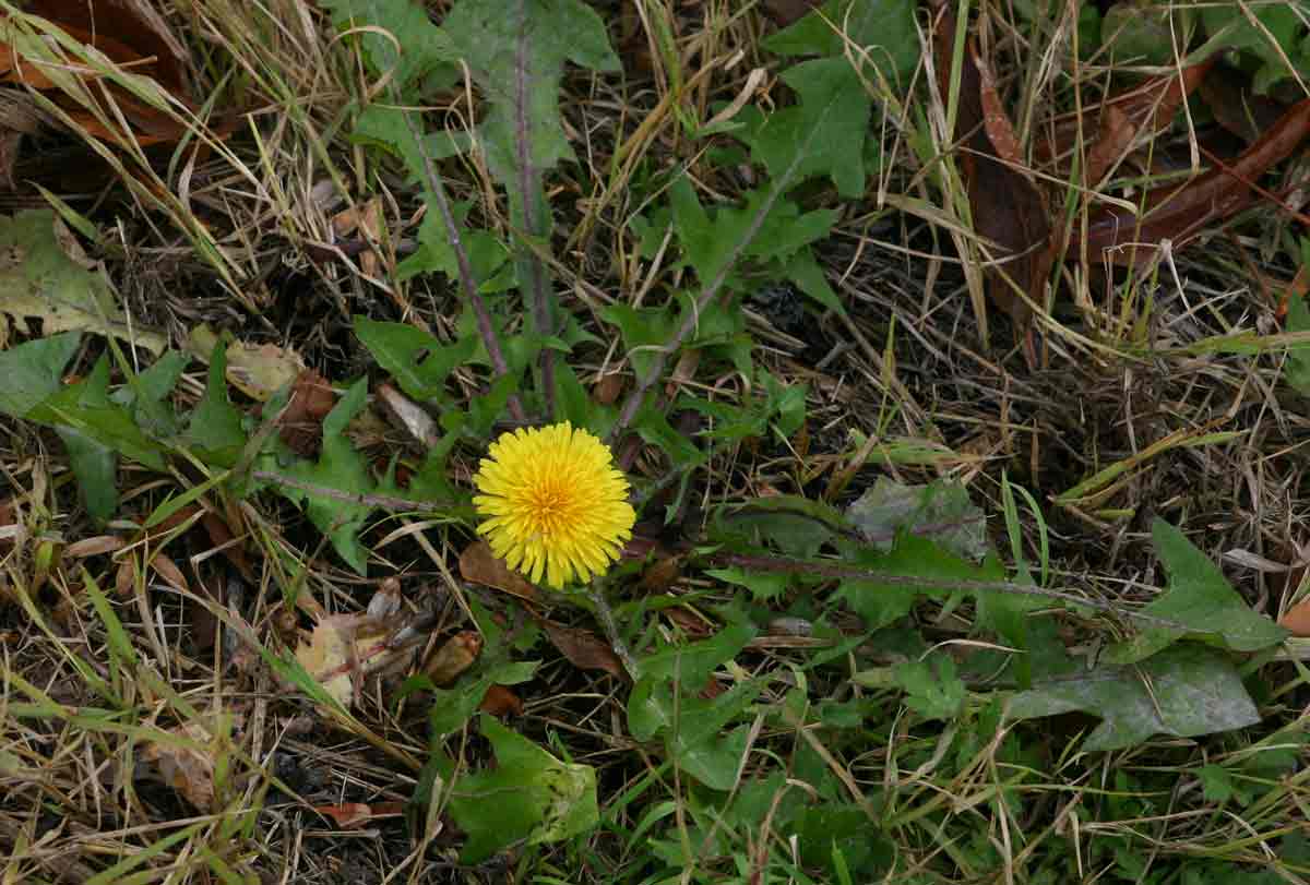 Taraxacum sp. Taraxacum sp.