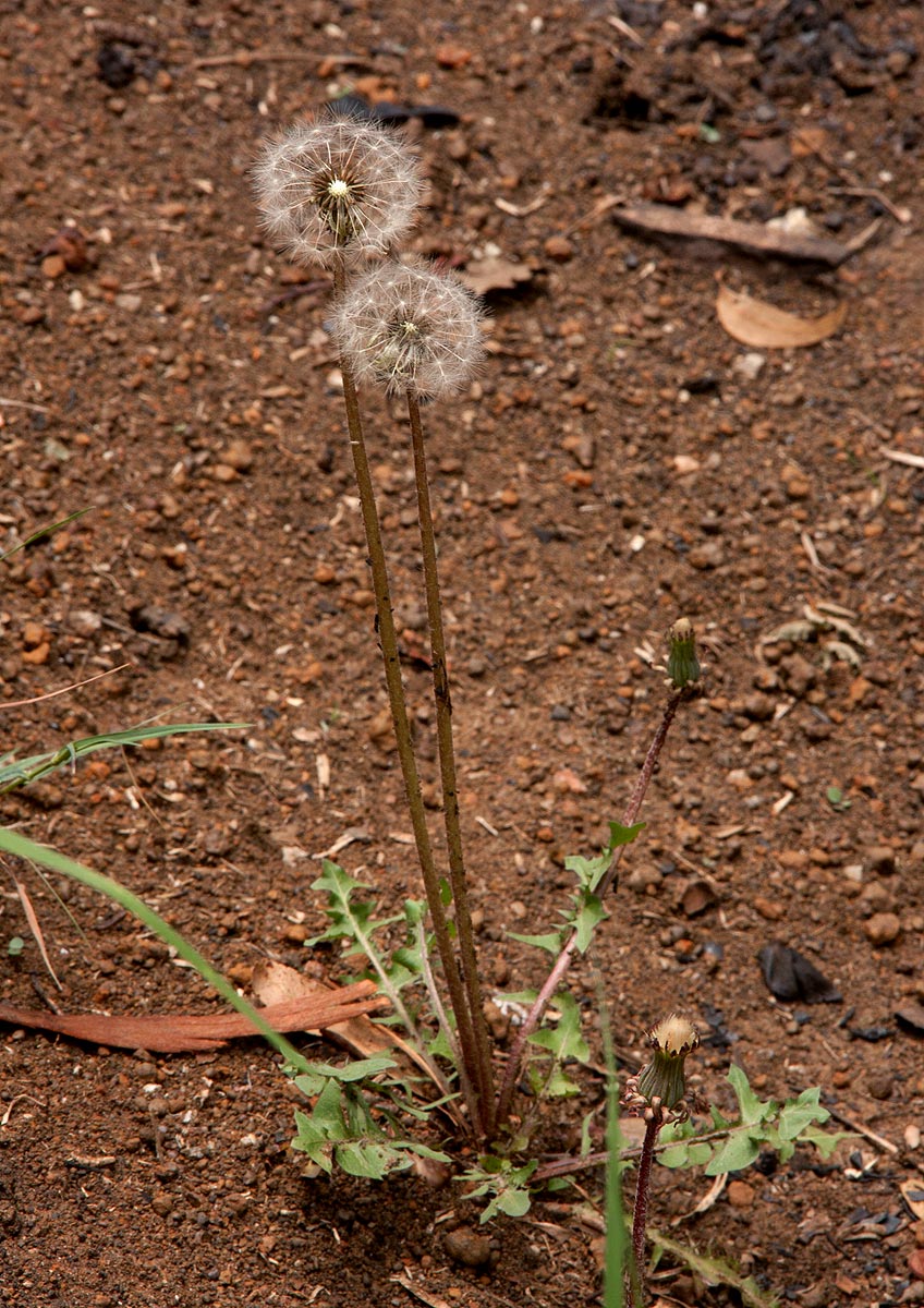 Taraxacum sp. Taraxacum sp.