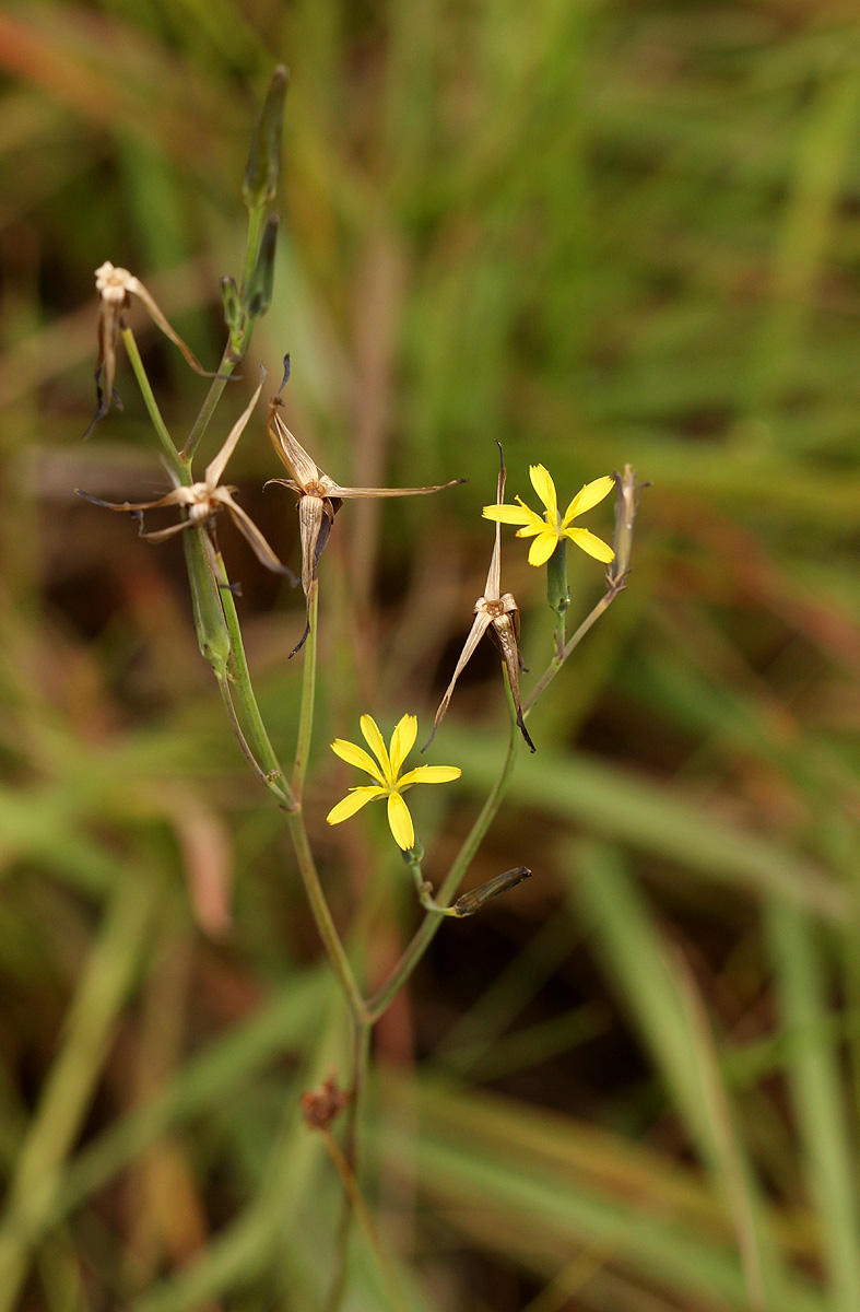 Launaea rarifolia Launaea rarifolia