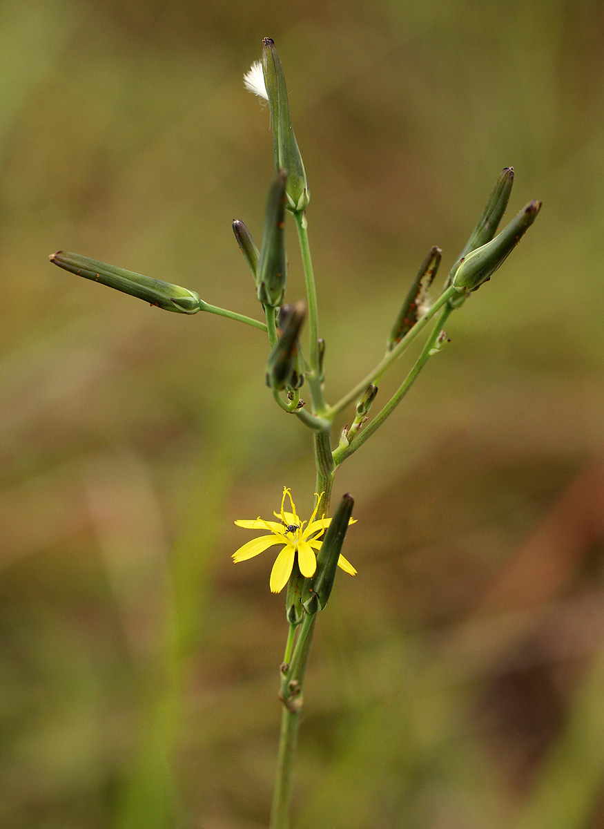 Launaea rarifolia Launaea rarifolia