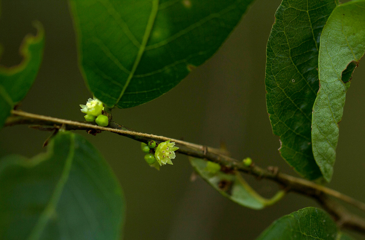 Bridelia cathartica subsp. melanthesoides Bridelia cathartica subsp. melanthesoides