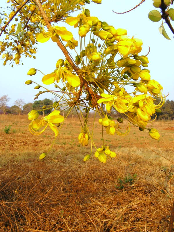 Cassia abbreviata Cassia abbreviata