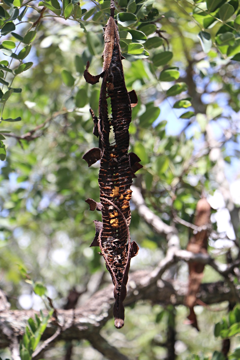 Cassia abbreviata Cassia abbreviata