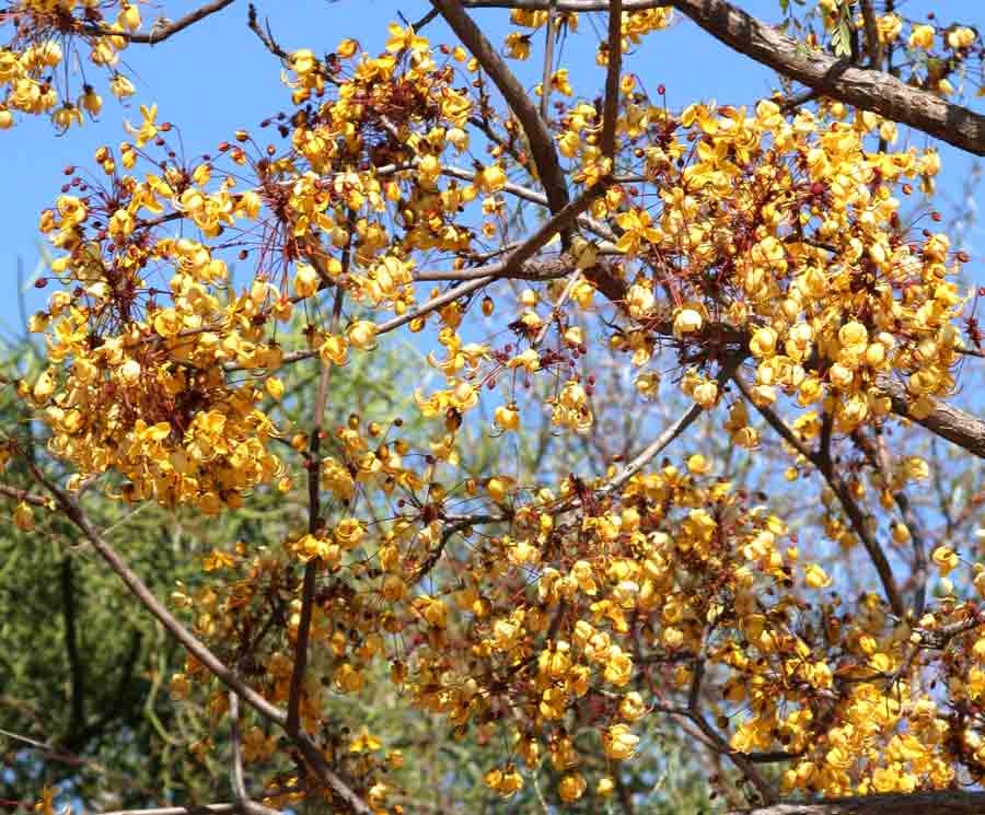 Cassia abbreviata Cassia abbreviata