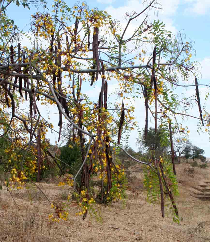 Cassia abbreviata Cassia abbreviata