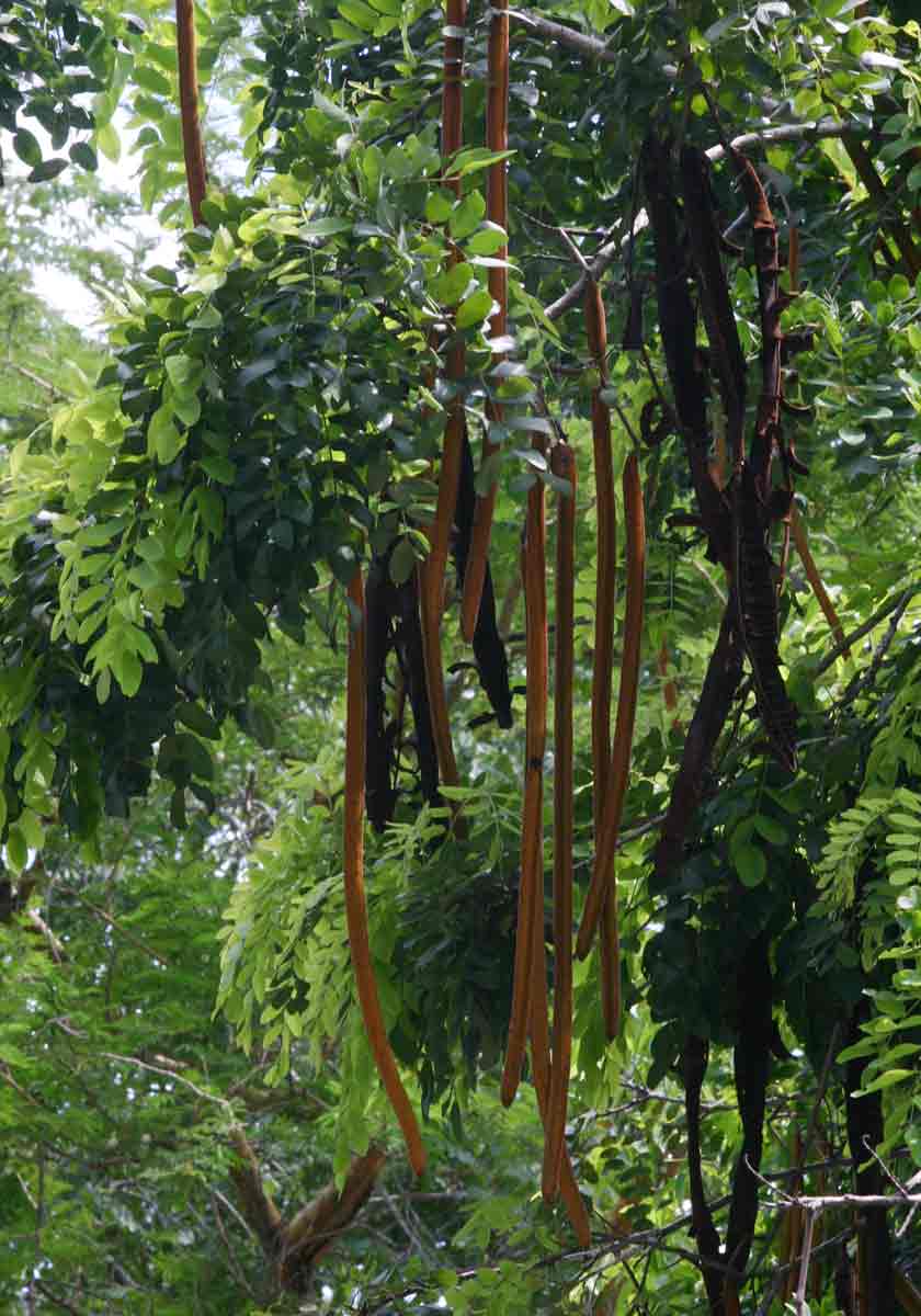 Cassia abbreviata Cassia abbreviata
