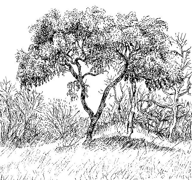 Cassia abbreviata Cassia abbreviata