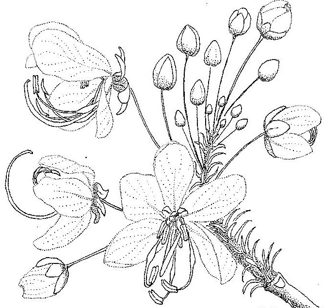 Cassia abbreviata Cassia abbreviata