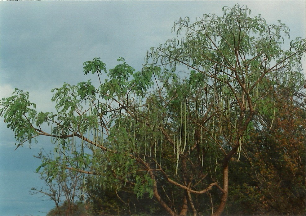Cassia abbreviata Cassia abbreviata
