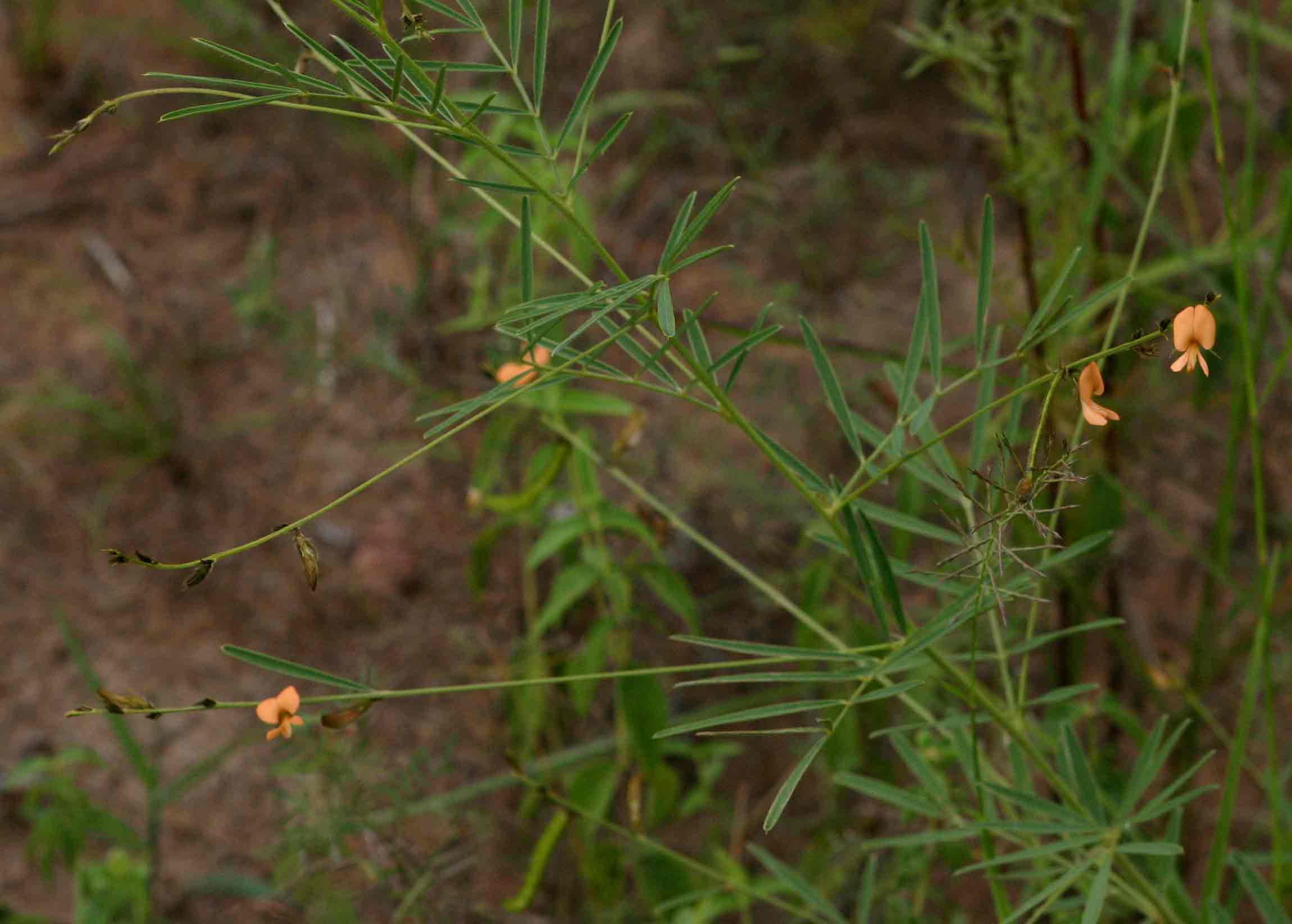 Tephrosia linearis Tephrosia linearis