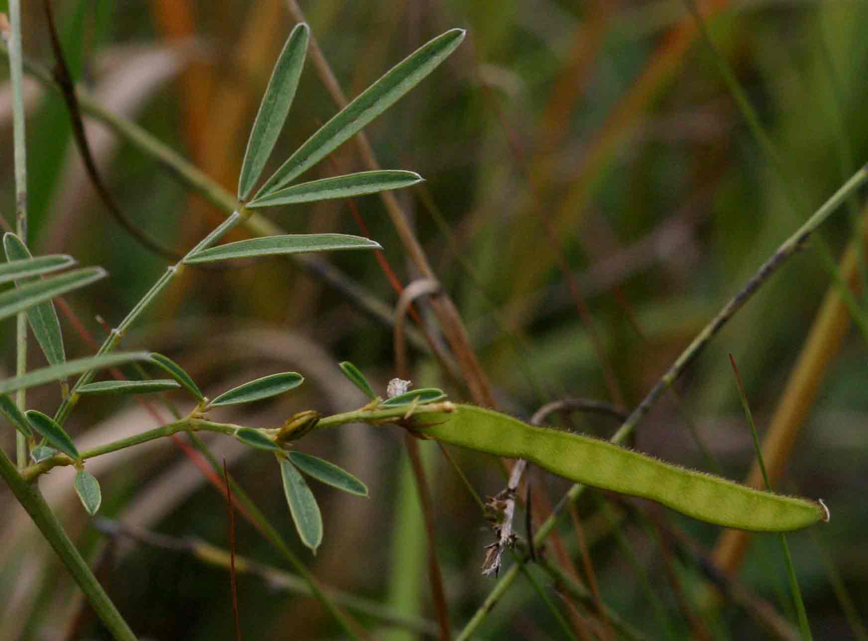 Tephrosia linearis Tephrosia linearis