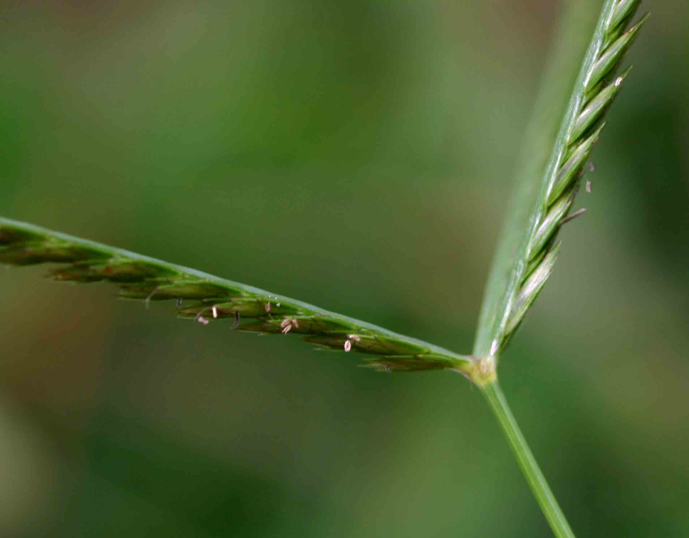 Eleusine africana Eleusine africana