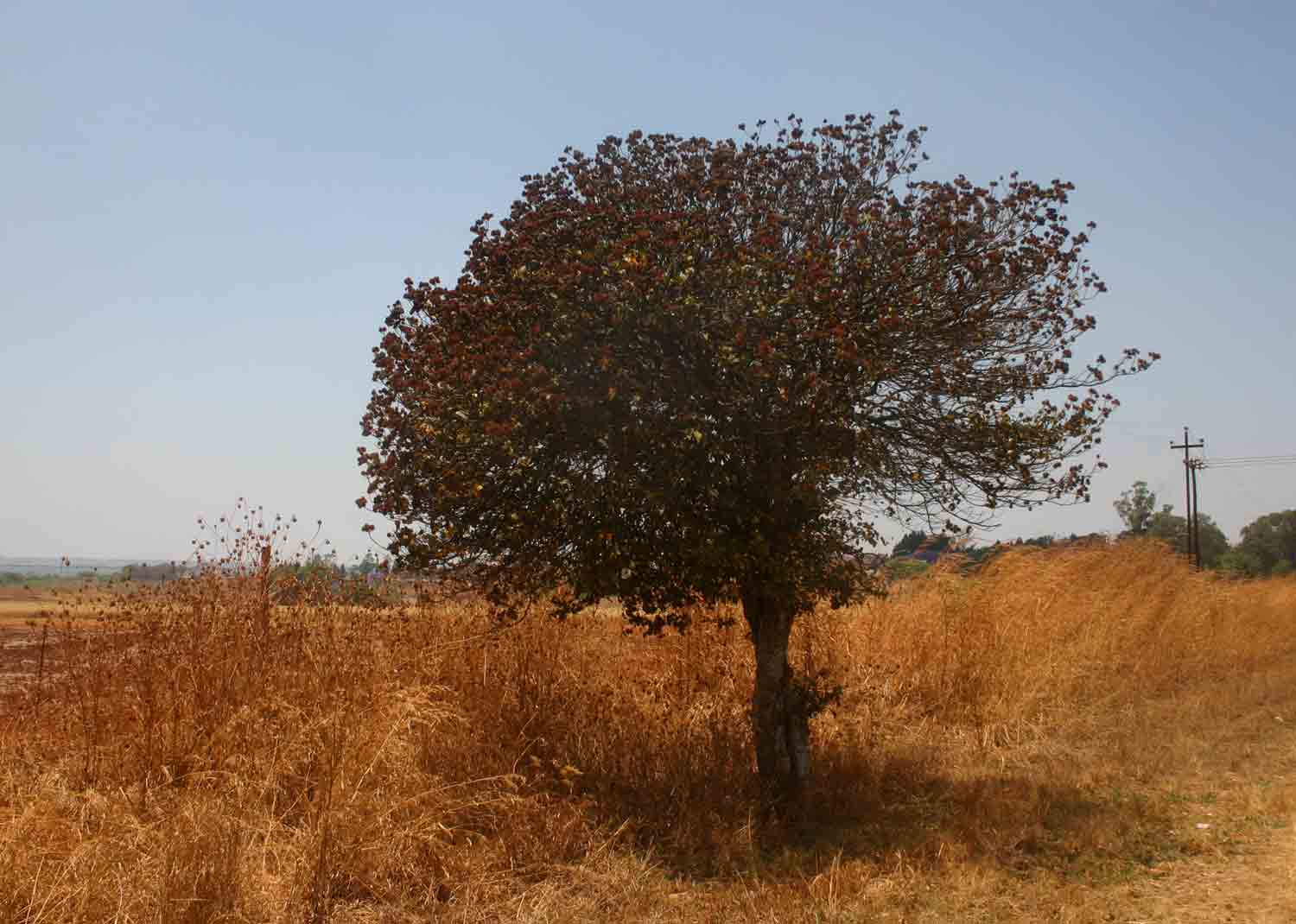 Bixa orellana Bixa orellana