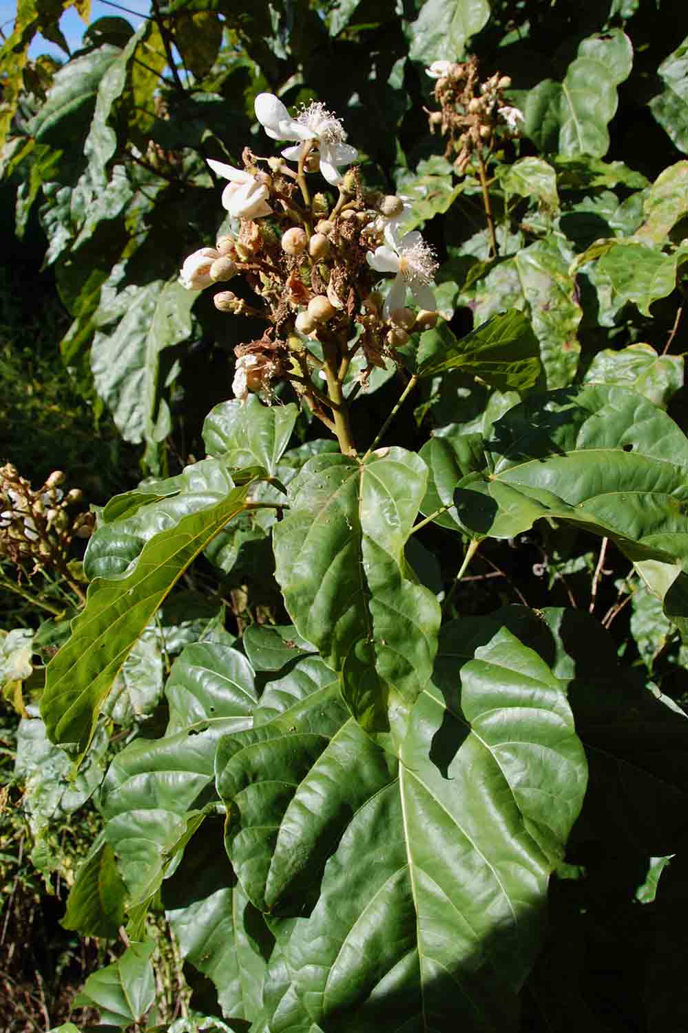 Bixa orellana Bixa orellana