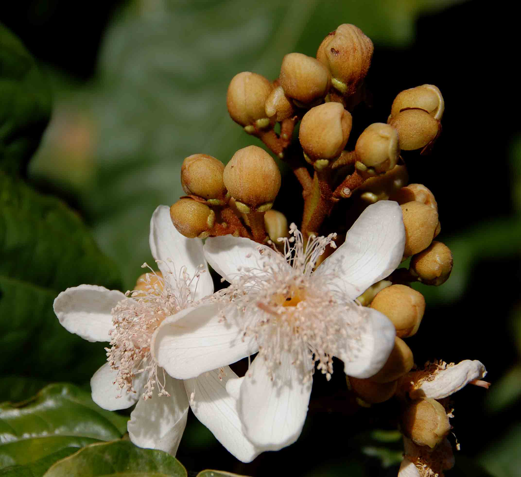 Bixa orellana Bixa orellana