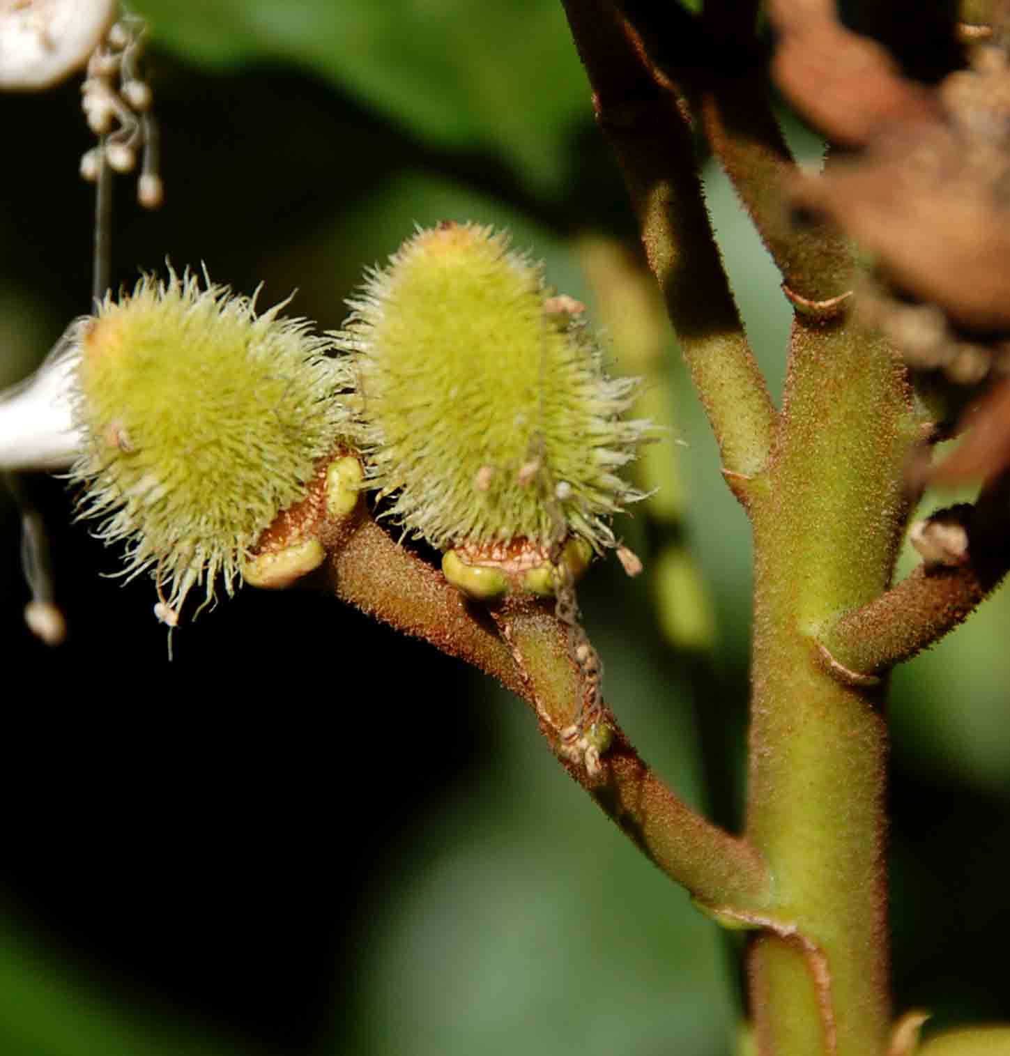 Bixa orellana Bixa orellana