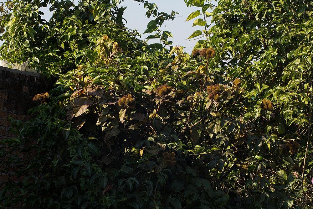 Bixa orellana Bixa orellana