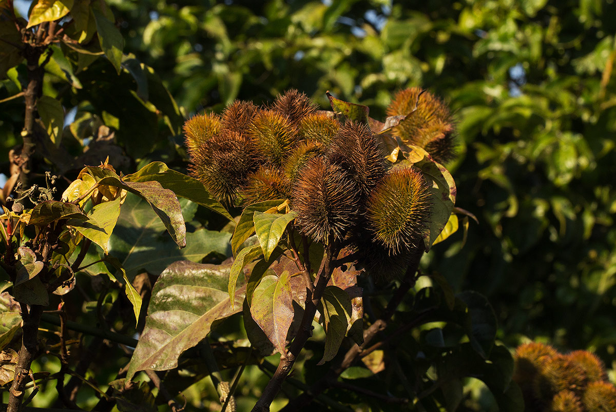 Bixa orellana Bixa orellana