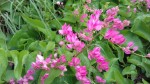 Antigonon leptopus