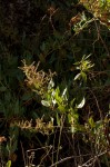 Rumex usambarensis