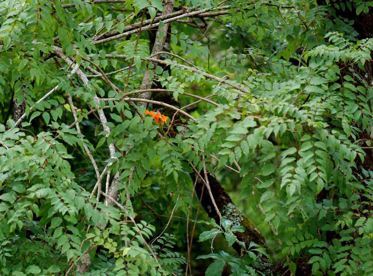 Tecomaria nyassae Tecomaria nyassae