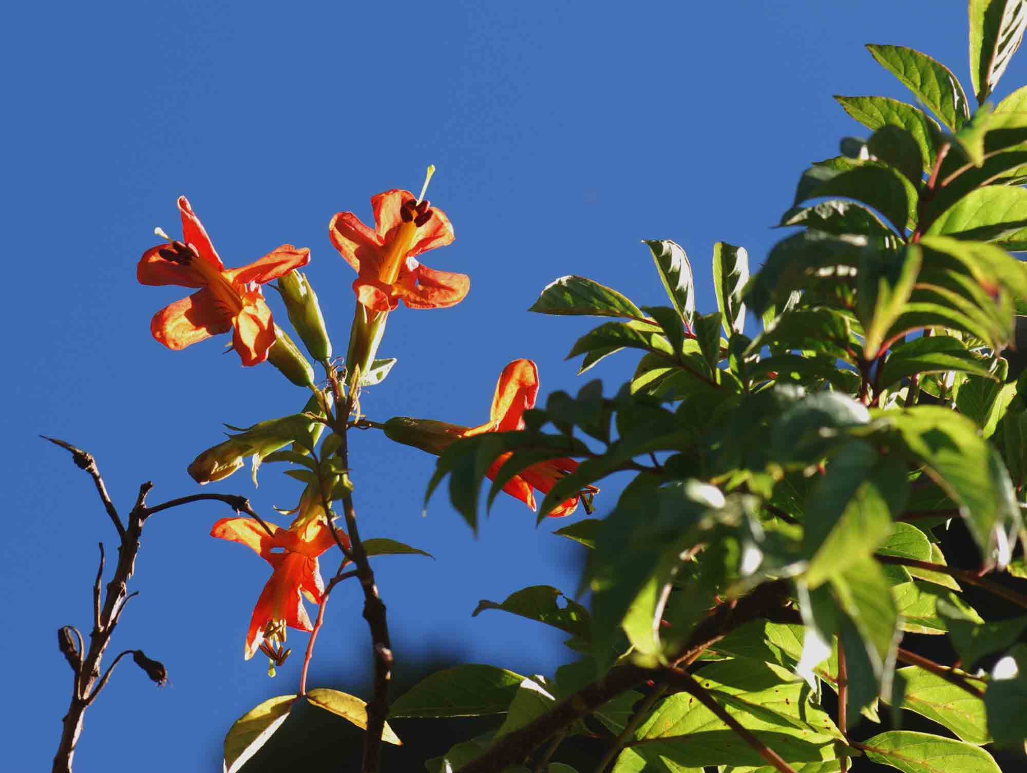 Tecomaria nyassae Tecomaria nyassae